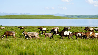 Scenery of grassland in Zeku County, China's Qinghai