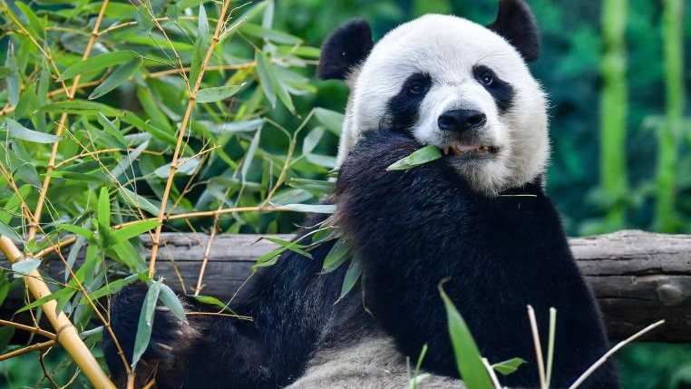Moscow Zoo holds event to celebrate giant panda Ru Yi's birthday